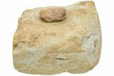 Eocene Crab (Orbitoplax) Fossil - California #212162-1